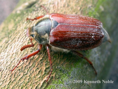 cockchafer (Melolontha melolontha) Kenneth Noble
